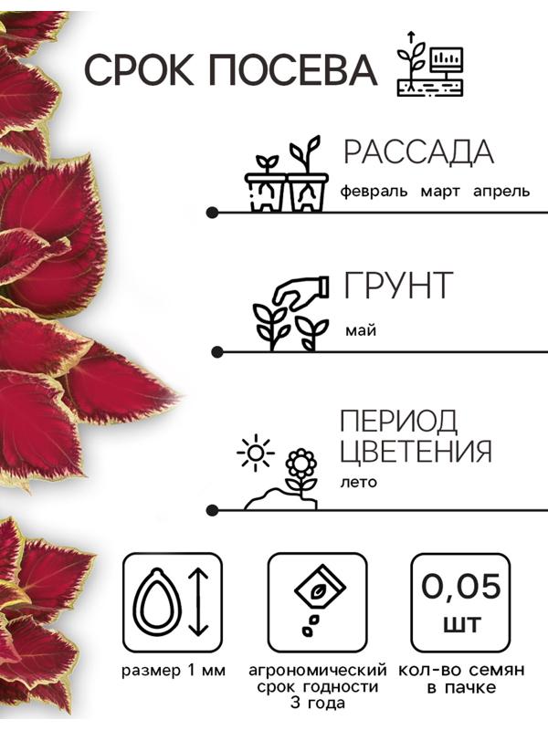 Семена цветов Колеус блюме 