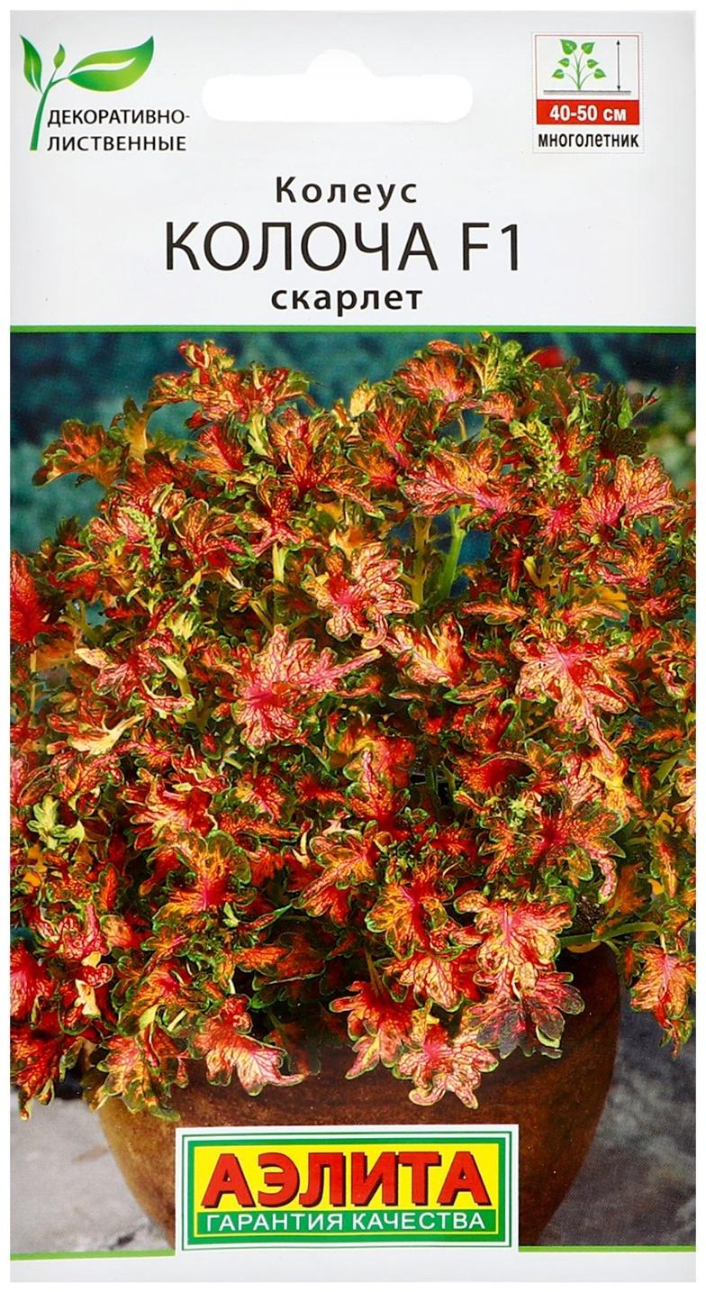 Семена цветов Колеус 