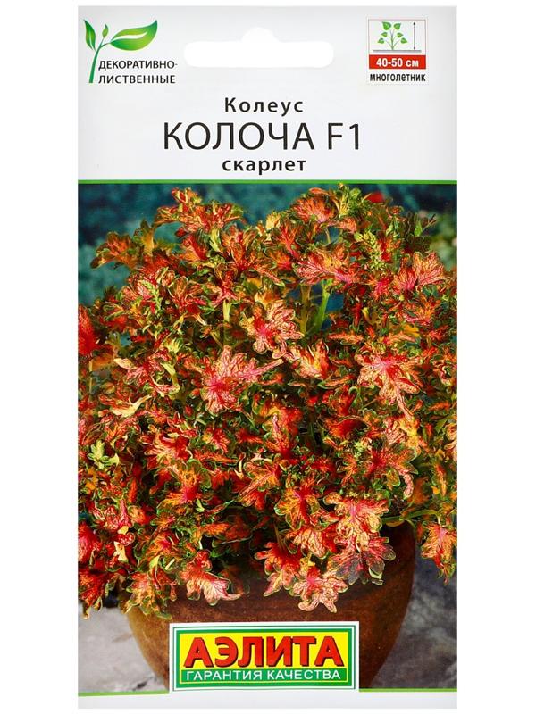 Семена цветов Колеус 