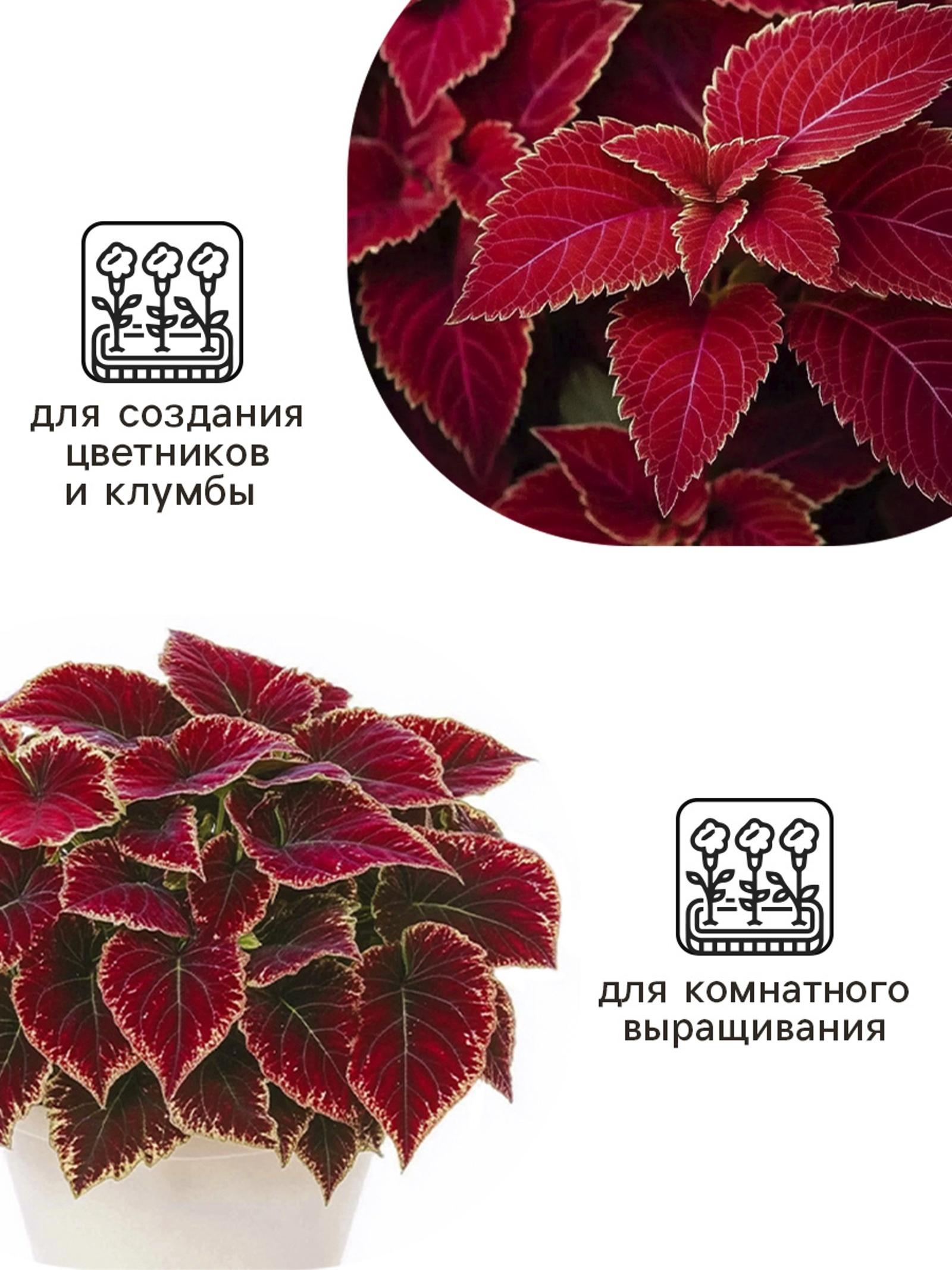 Семена цветов Колеус Визард Вельвет ред, 10шт