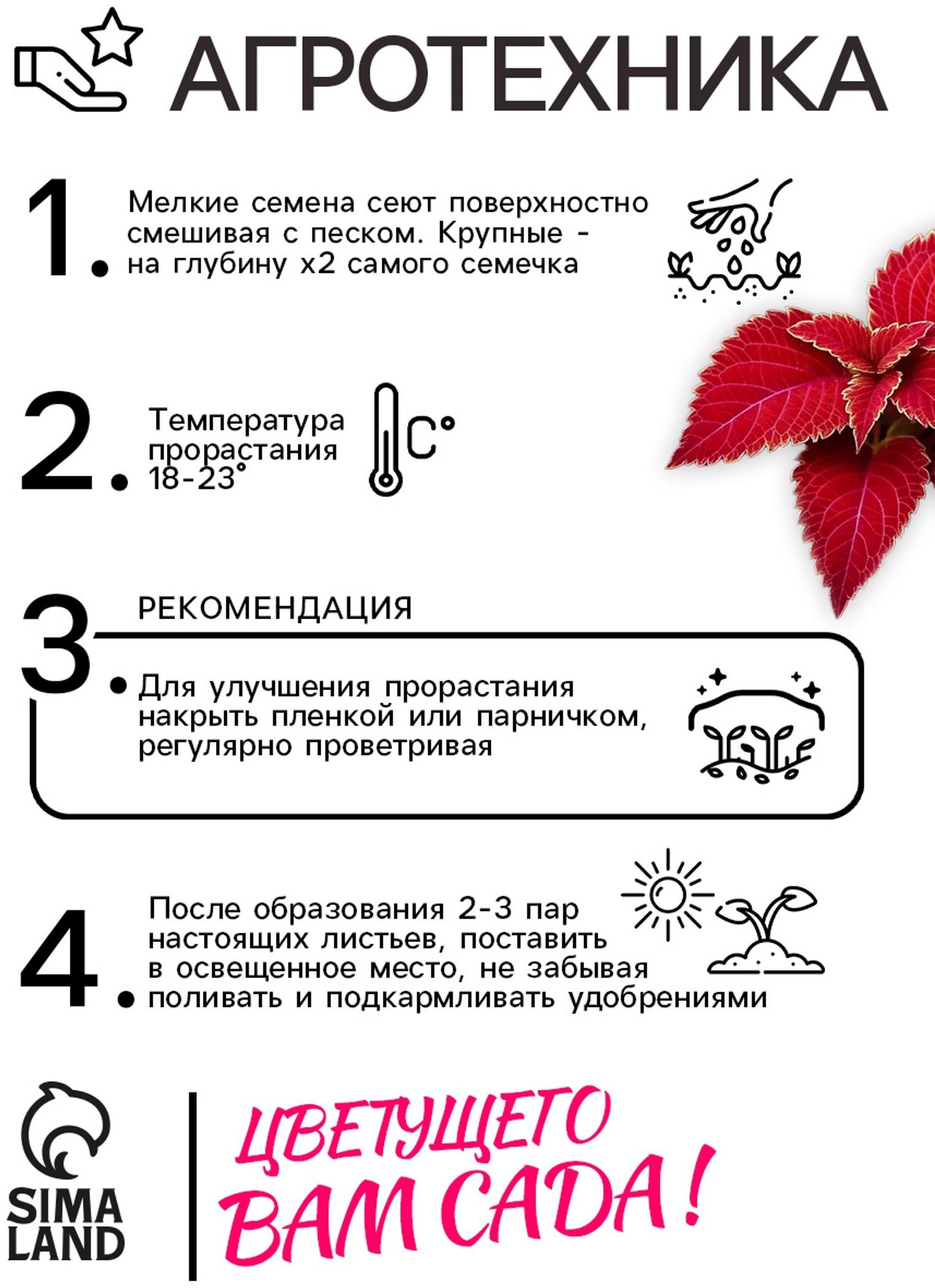 Семена цветов Колеус Визард Вельвет ред, 10шт