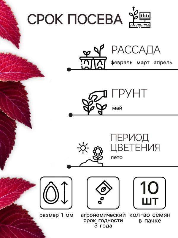 Семена цветов Колеус Визард Вельвет ред, 10шт