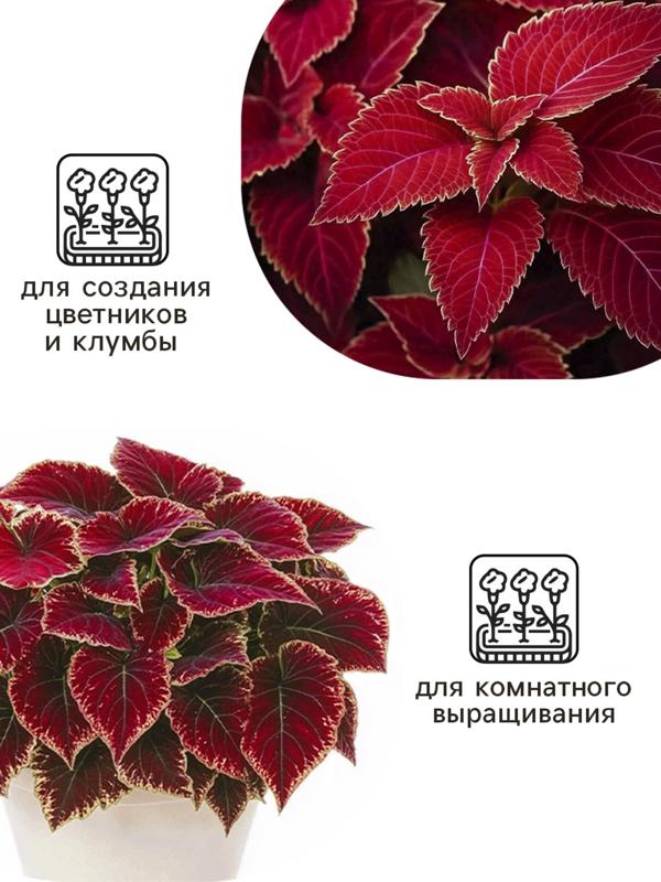 Семена цветов Колеус Визард Вельвет ред, 10шт