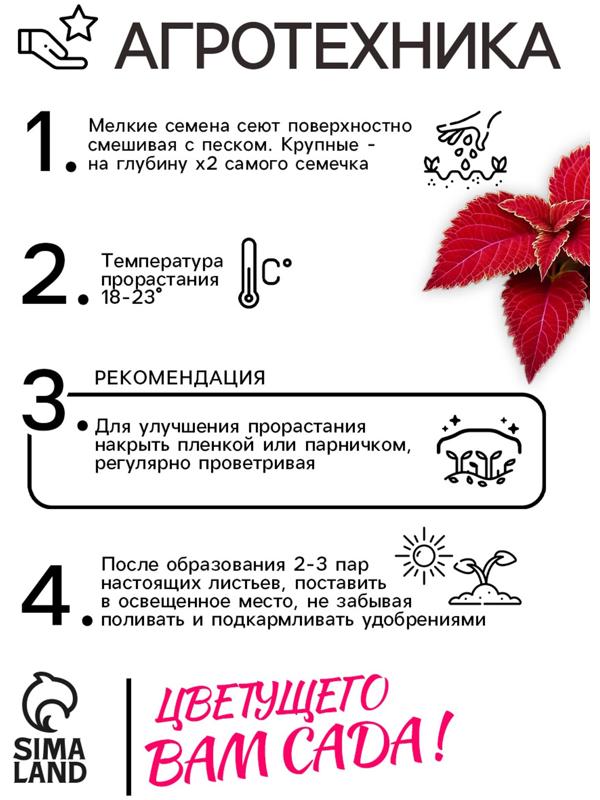 Семена цветов Колеус Визард Вельвет ред, 10шт