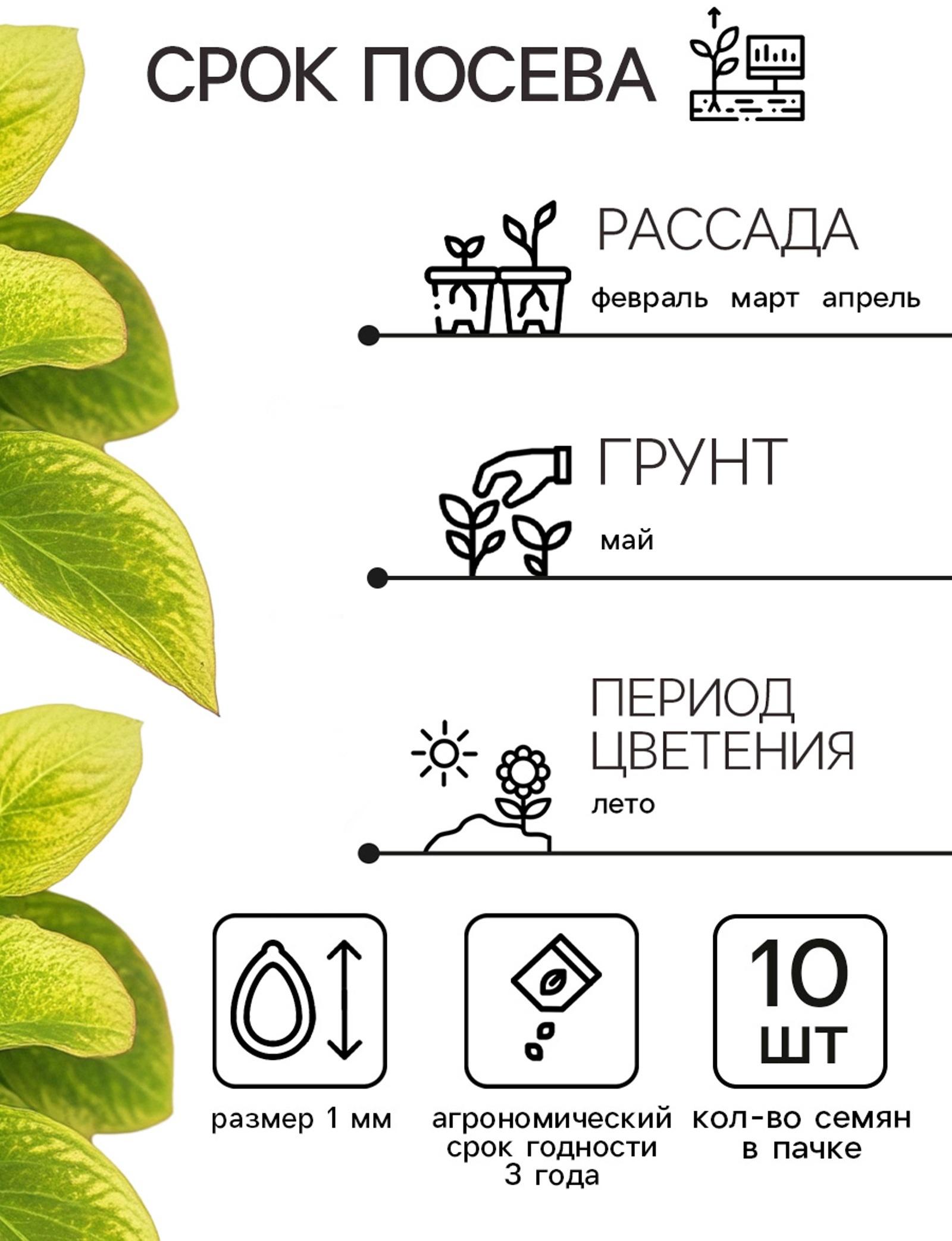 Семена цветов Колеус Визард Голден, 10шт