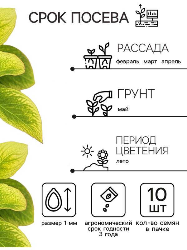 Семена цветов Колеус Визард Голден, 10шт