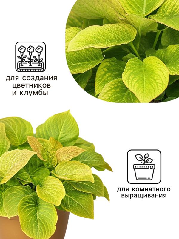 Семена цветов Колеус Визард Голден, 10шт