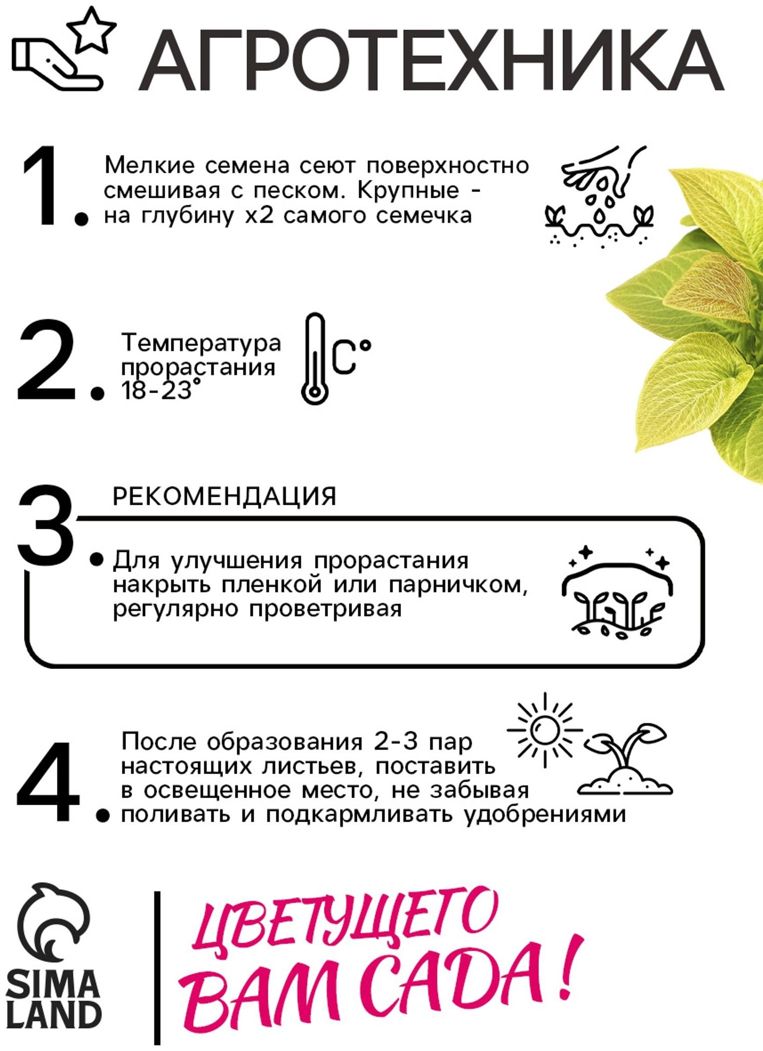 Семена цветов Колеус Визард Жаде, 10шт