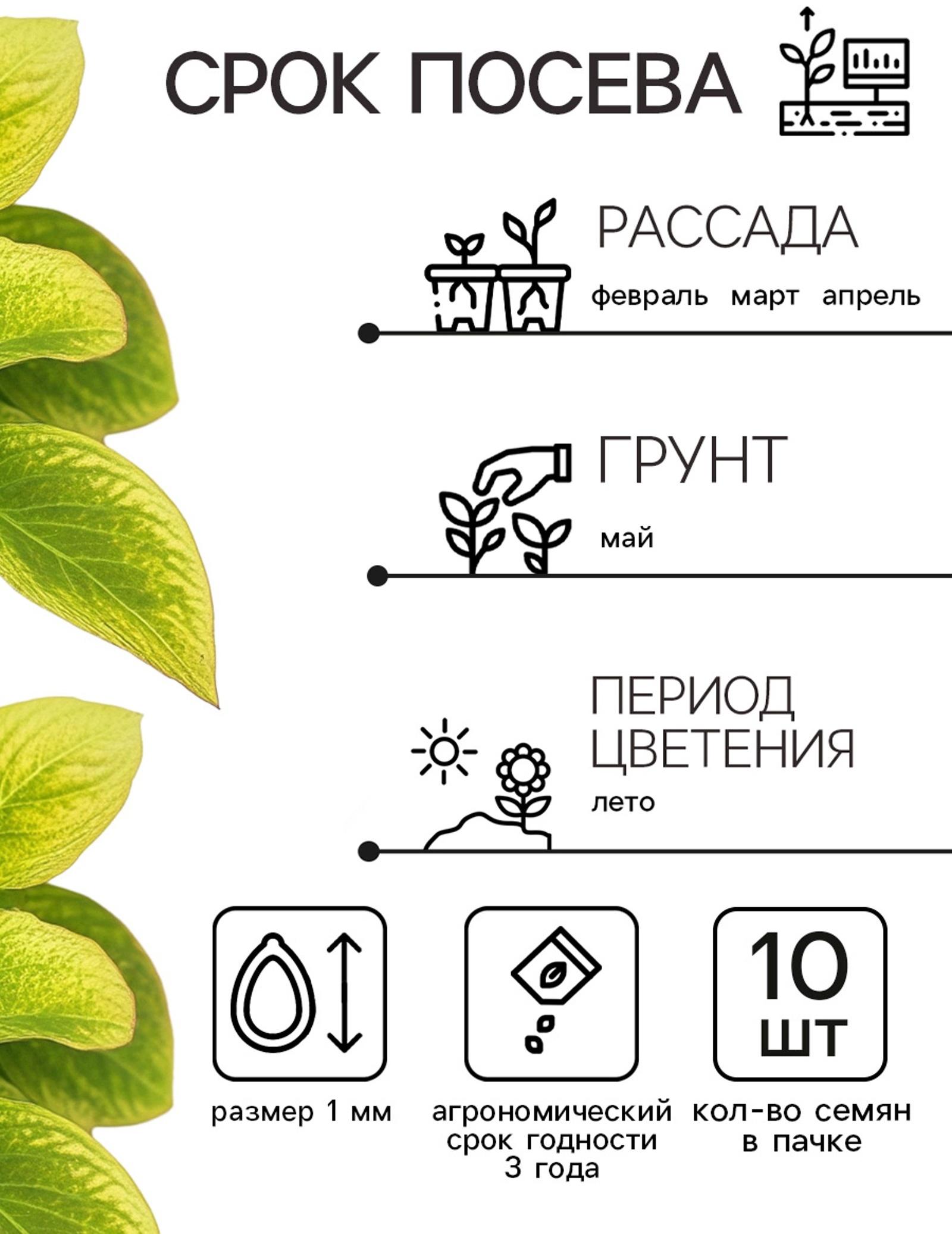 Семена цветов Колеус Визард Жаде, 10шт