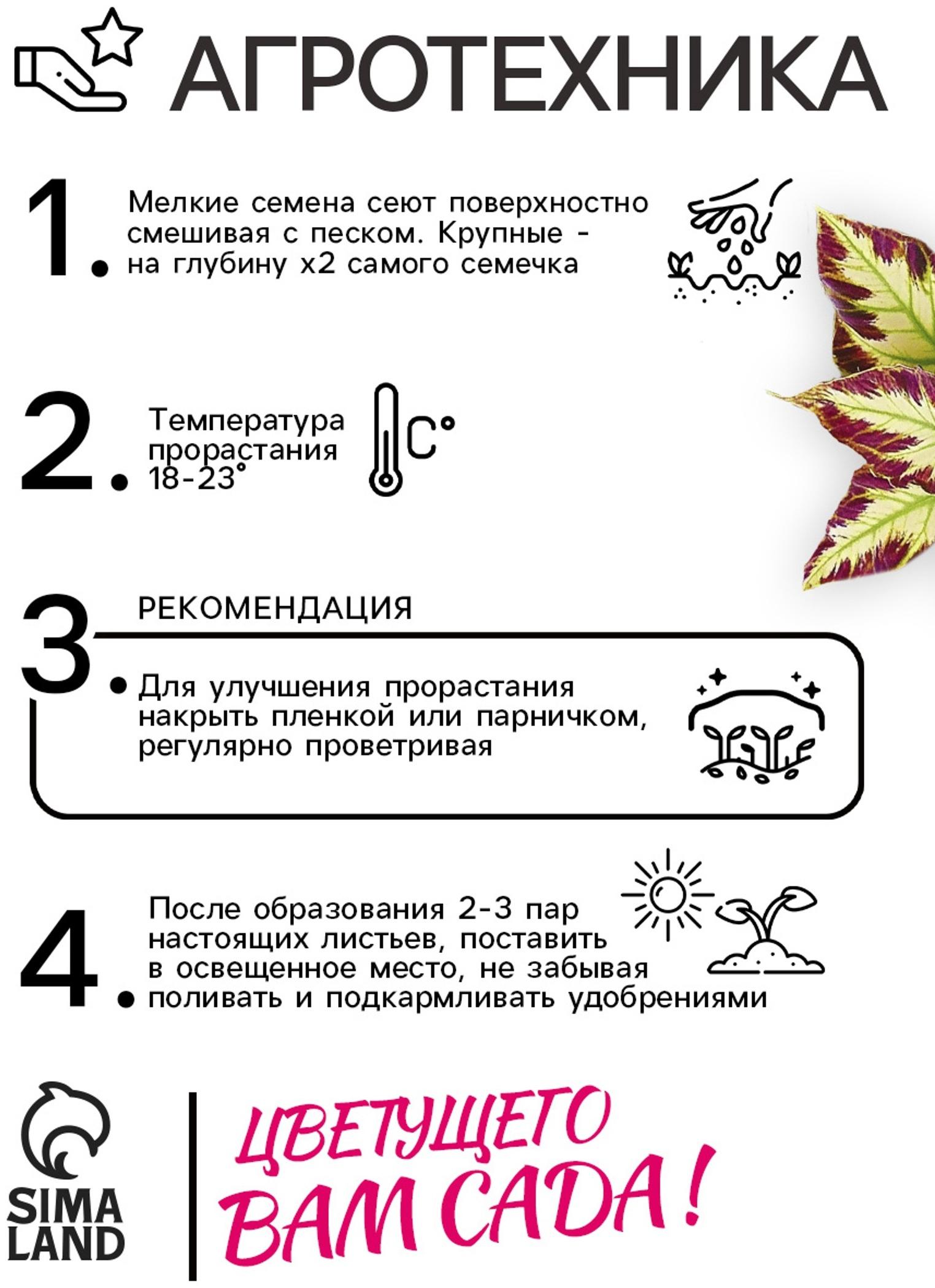 Семена цветов Колеус Визард Мозаик, 10шт