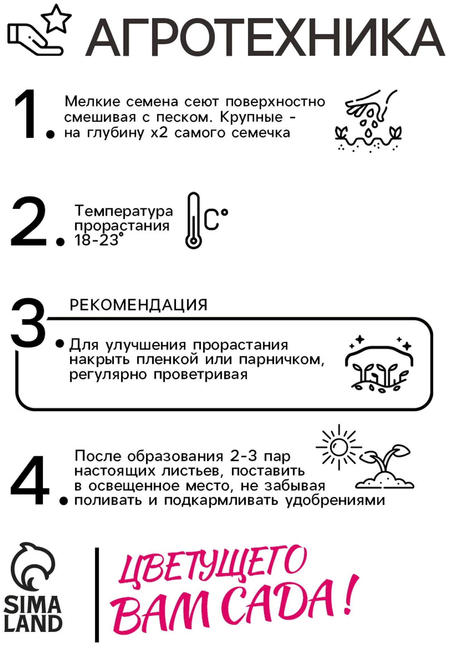 Семена цветов Колеус Визард Роуз, 10шт