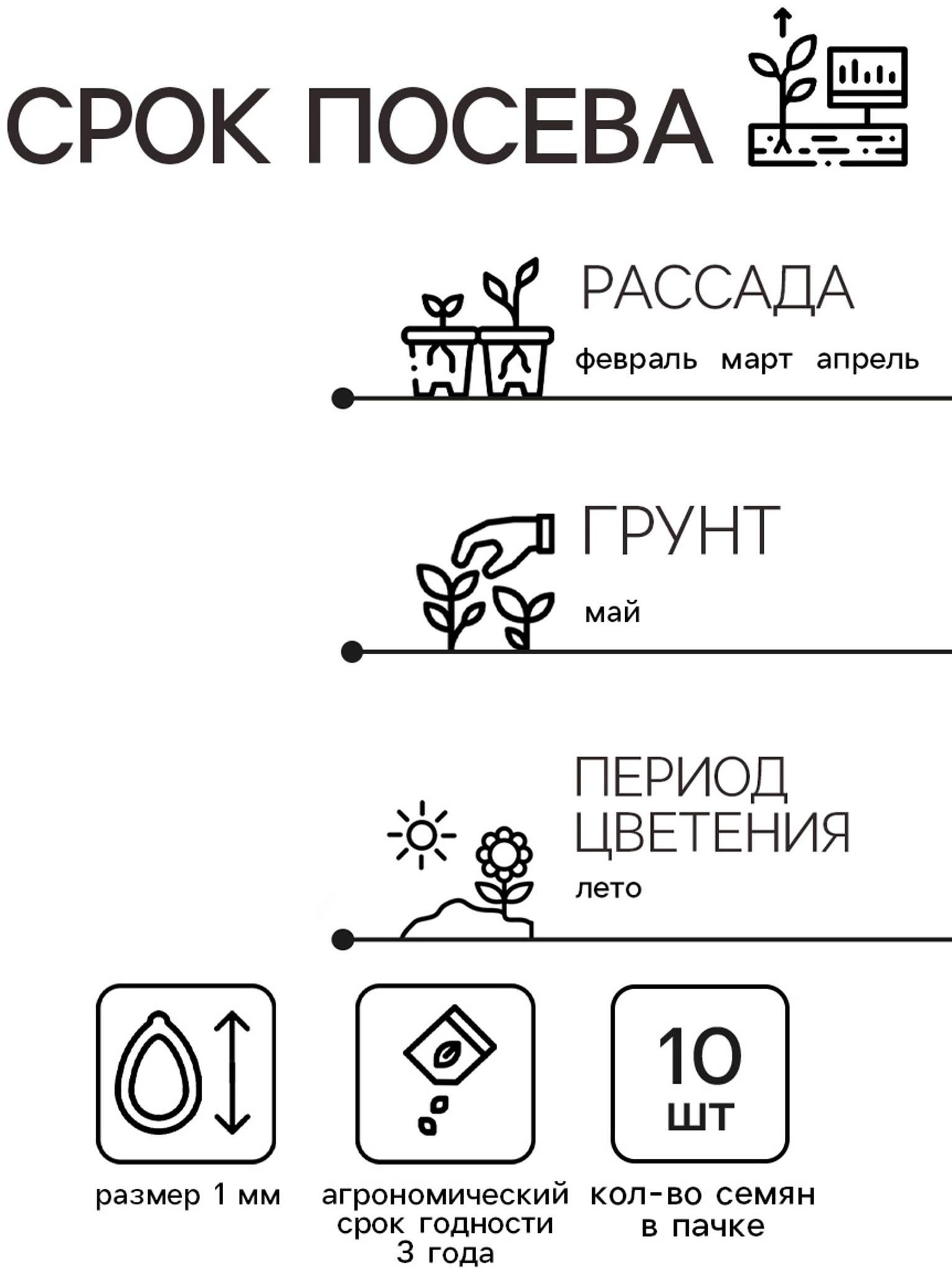 Семена цветов Колеус Визард Роуз, 10шт