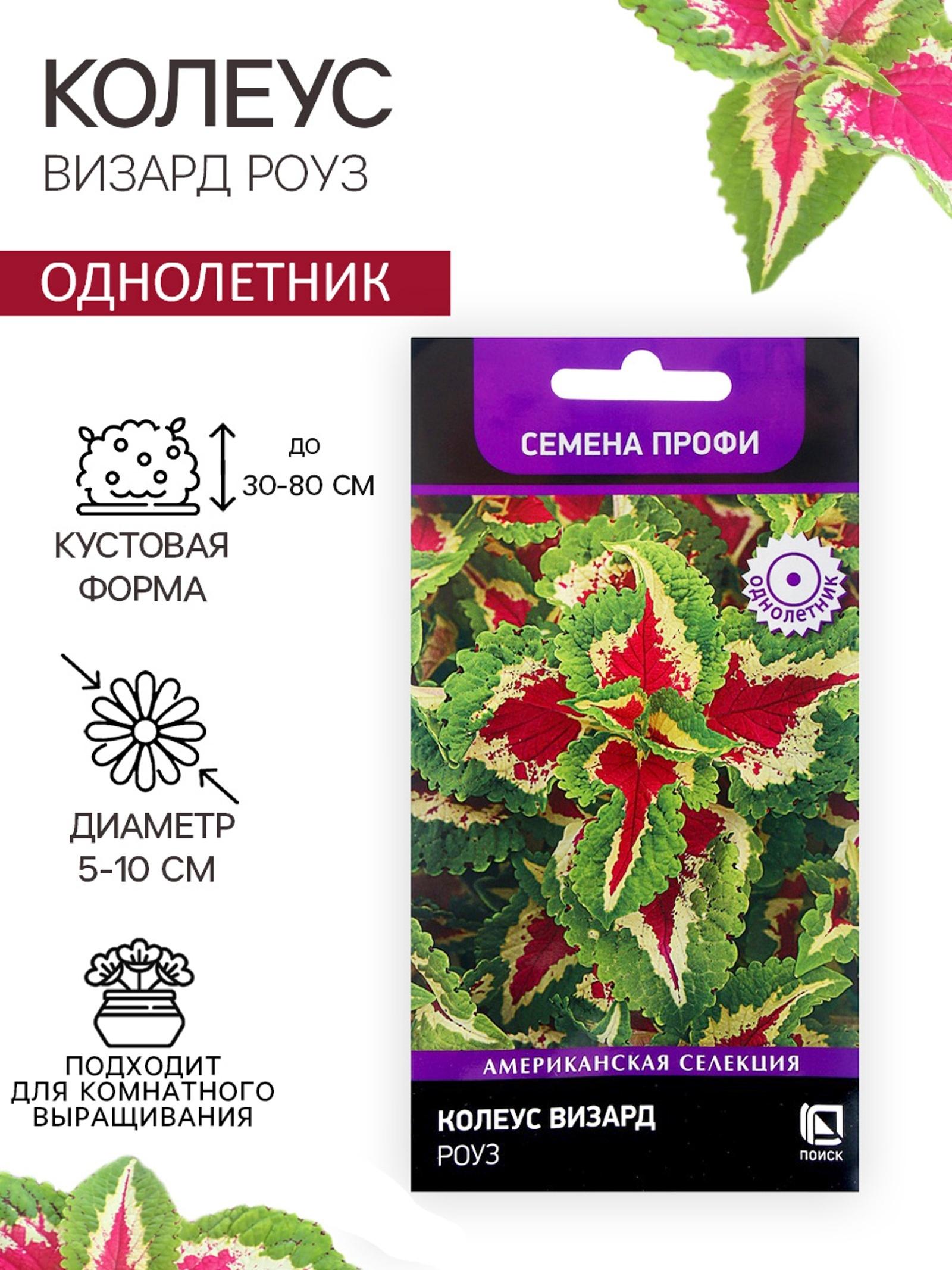 Семена цветов Колеус Визард Роуз, 10шт