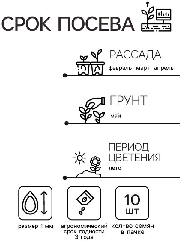 Семена цветов Колеус Визард Роуз, 10шт