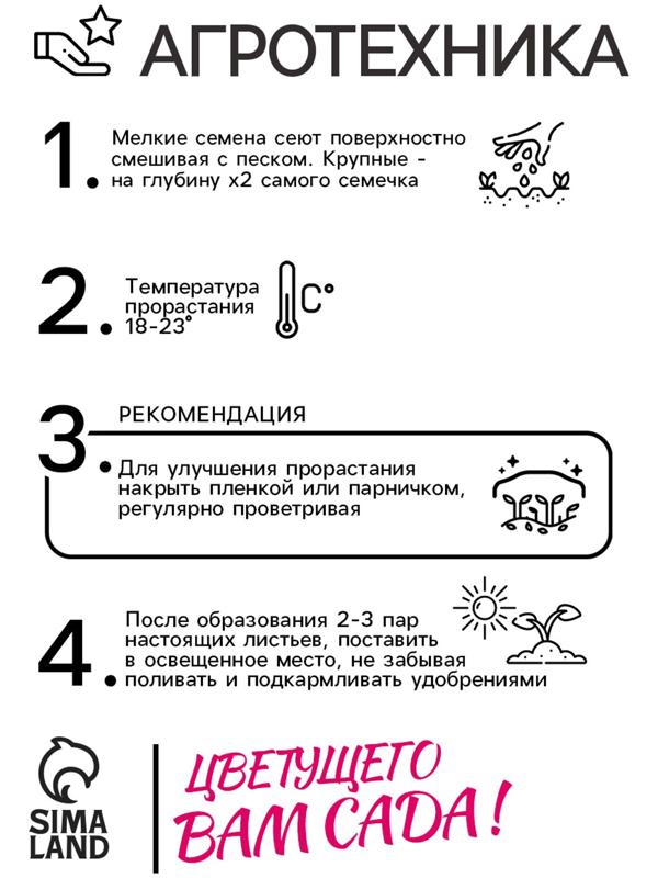 Семена цветов Колеус Визард Роуз, 10шт