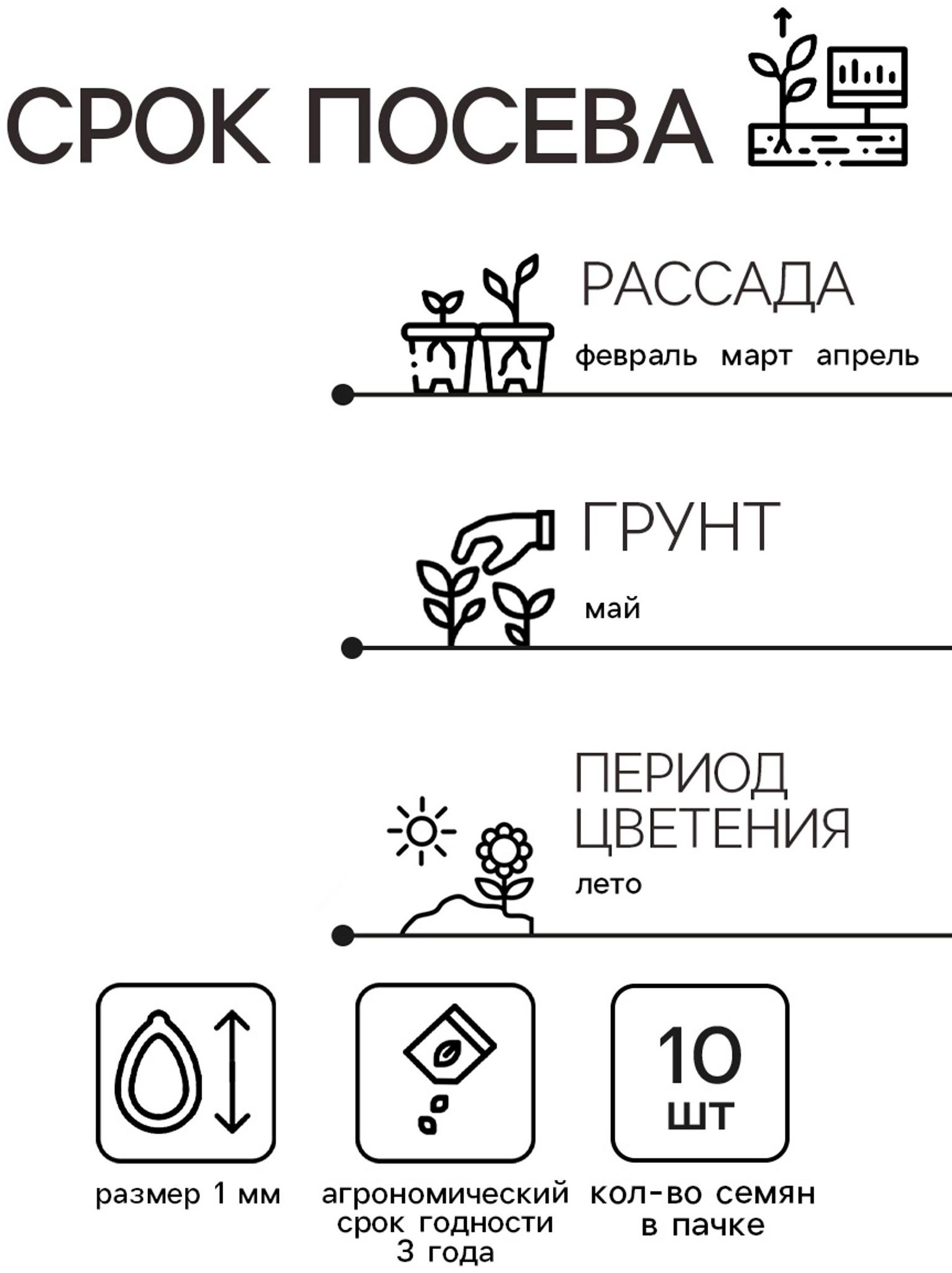 Семена цветов Колеус Визард Скарлет, 10шт