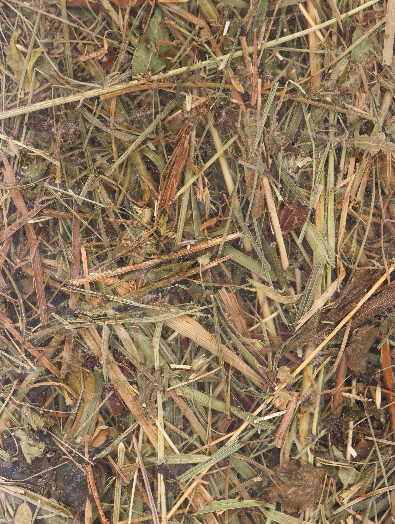 Сено луговое для грызунов и кроликов, 15 л, LITTLE VILLAGE-Triol