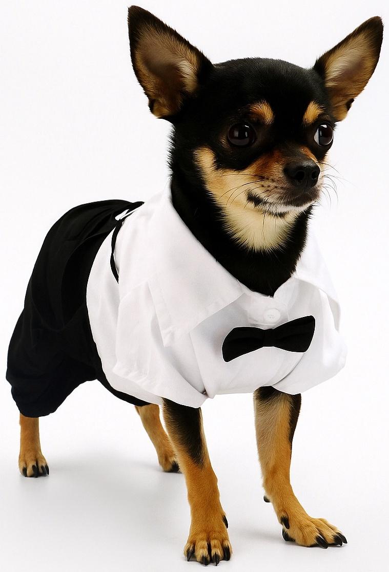 Костюм для животных «Джентельмен», размер S (ДС 25, ОГ 35 см)