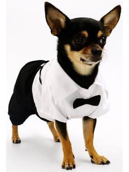 Костюм для животных «Джентельмен», размер S (ДС 25, ОГ 35 см)