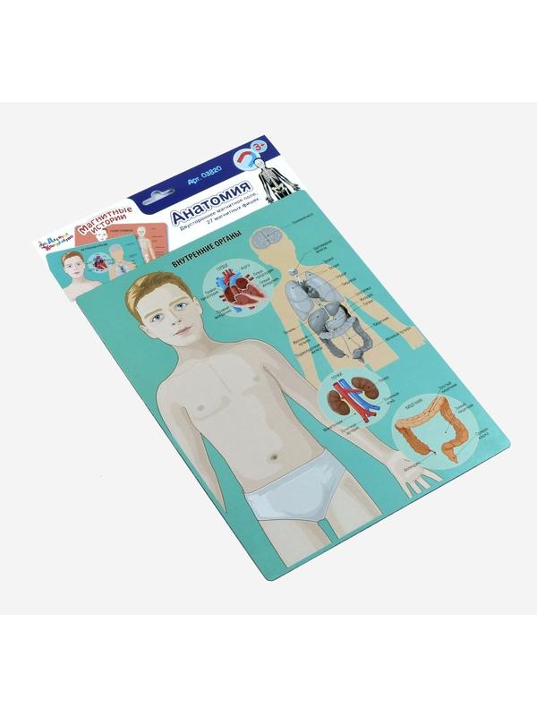 Игра магнитная развивающая. Магнитные истории Анатомия (европодвес, 3х10шт)