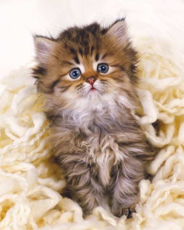 Холст с красками 40х50 см по номерам. МИЛЫЙ ПУШИСТЫЙ КОТНОК