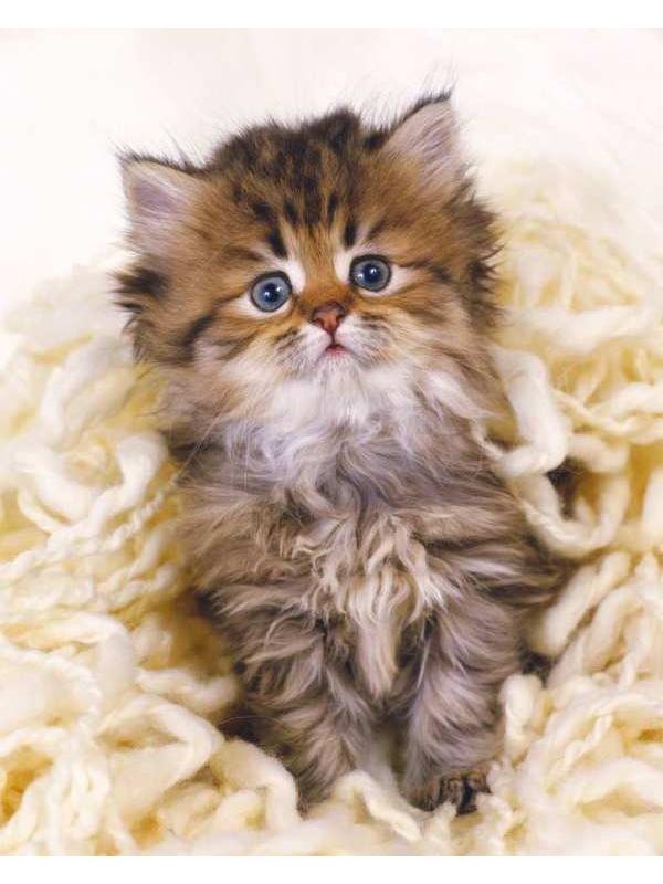 Холст с красками 40х50 см по номерам. МИЛЫЙ ПУШИСТЫЙ КОТНОК