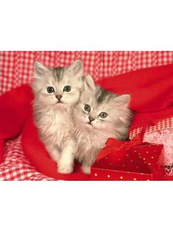 Холст с красками 40х50 см по номерам. СЕРЫЕ ПУШИСТЫЕ КОТЯТА