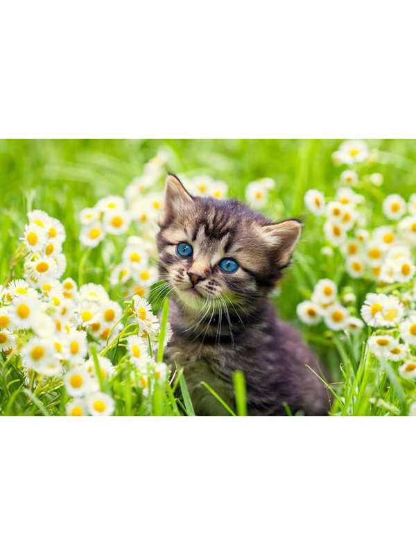 Палитра. Холст с красками 40х50 см по номерам КОТНОК В РОМАШКАХ