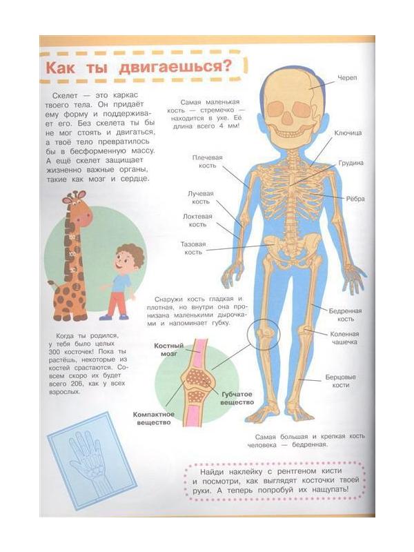 Книга с наклейками. Мой первый атлас. Тело человека