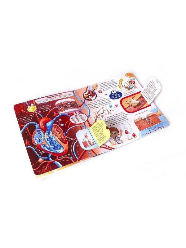 Книжка с окошками. Как устроен человек?