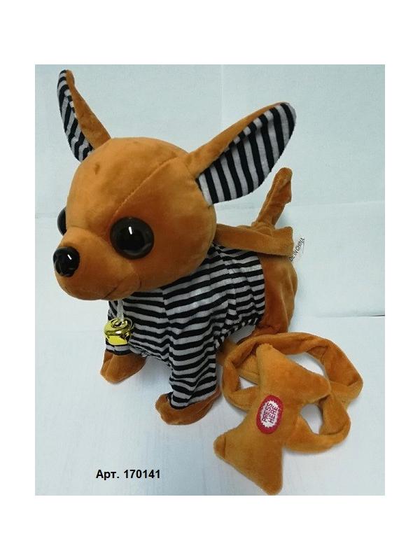 Собачка Чихуа- хуа  ходит, с русской озвучкой на поводке (детские песенки) 25см