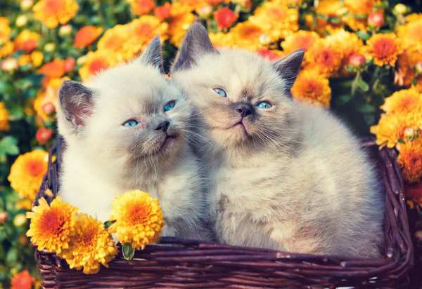 Холст с красками 40х50 см по номерам. КОТЯТА В ЦВЕТАХ