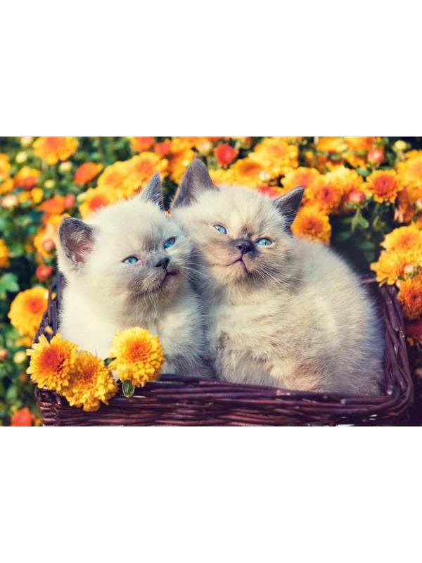 Холст с красками 40х50 см по номерам. КОТЯТА В ЦВЕТАХ