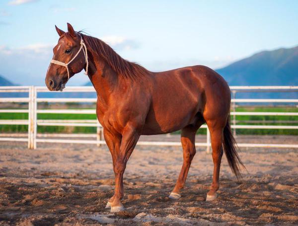 Набор для творчества Рыжий кот Палитра Холст с красками по номерам в коробке Лошадь на ранчо 30 х 40 см