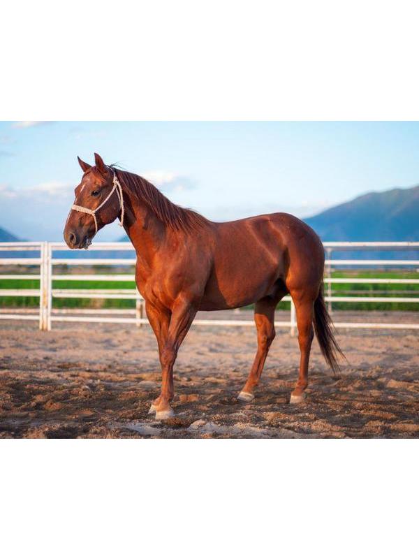 Набор для творчества Рыжий кот Палитра Холст с красками по номерам в коробке Лошадь на ранчо 30 х 40 см