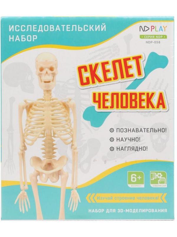Набор исследовательский Скелет человека