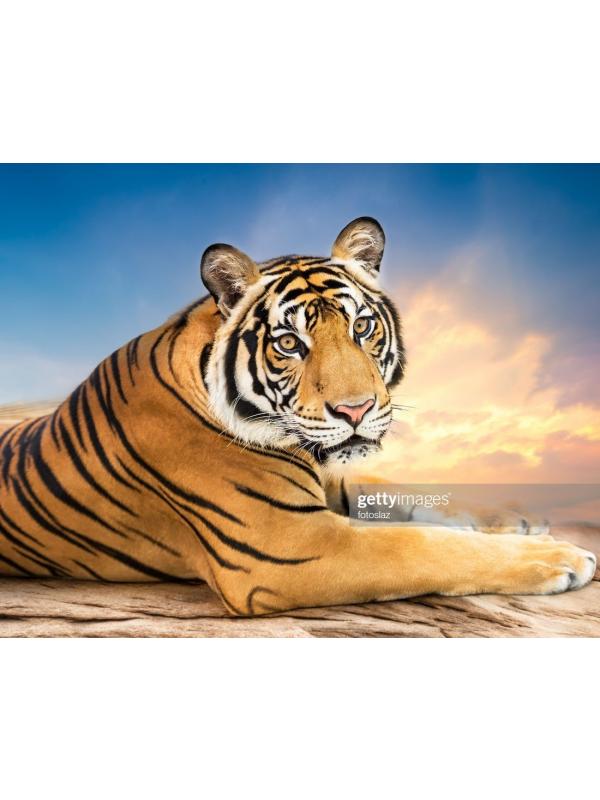 Роспись по холсту Тигр на закате, 30х40 см