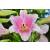 Алмазная мозаика Розовая лилия, 22х32 см, 21 цв., полн. заполнение, с подр.