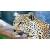 Алмазная мозаика Леопард в лесу, 30х40 см, 22 цв., полн. заполнение, с подр.