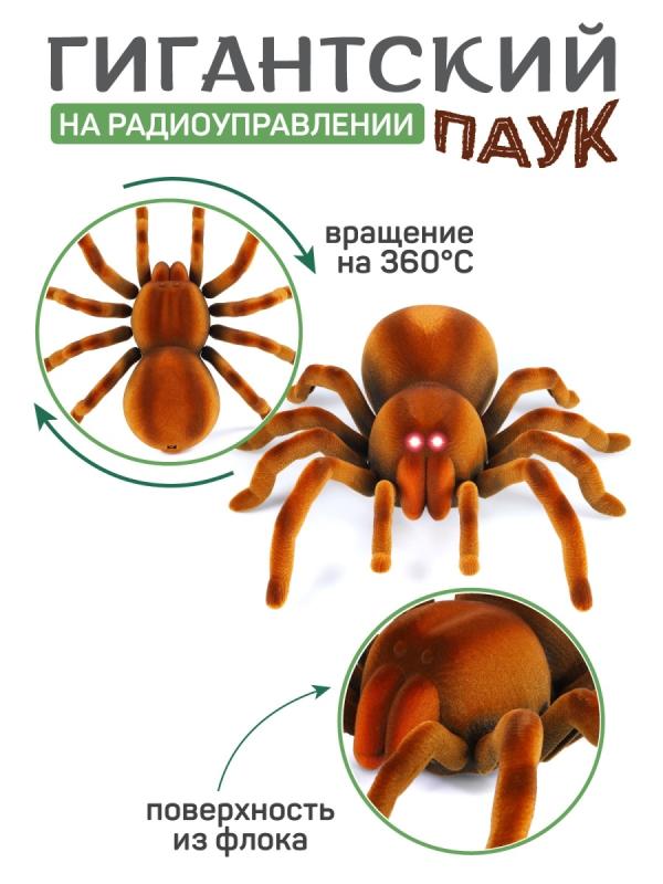 Картинки паука тарантула