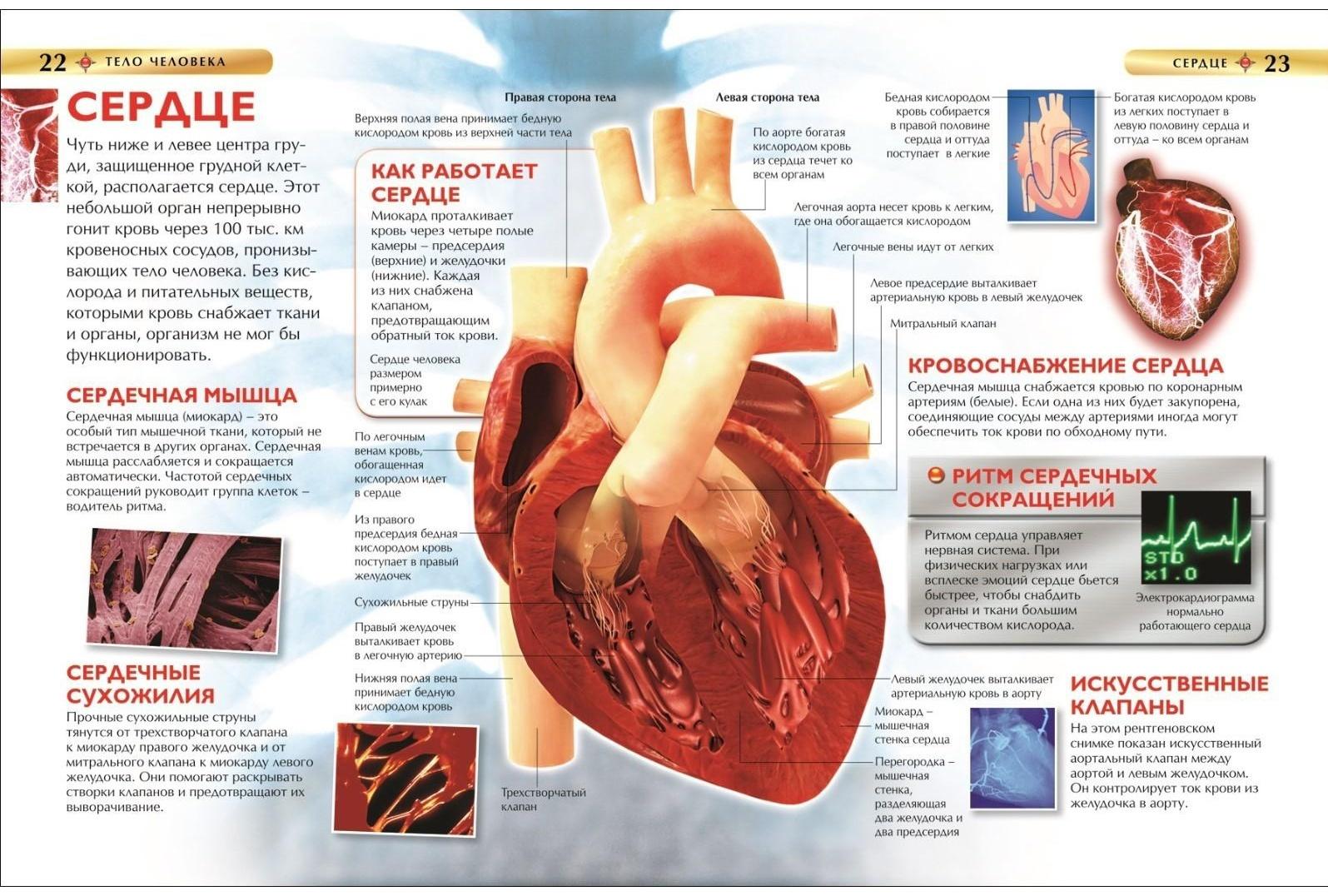 Детская энциклопедия «Тело человека»