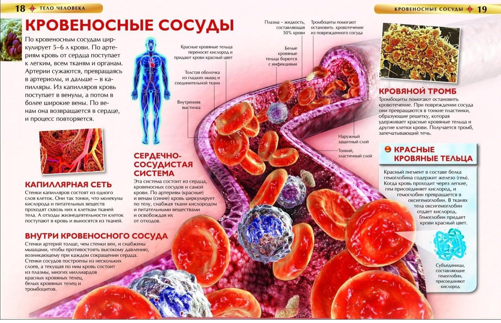 Детская энциклопедия «Тело человека»