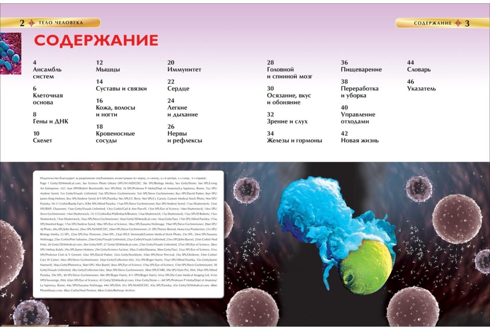 Детская энциклопедия «Тело человека»