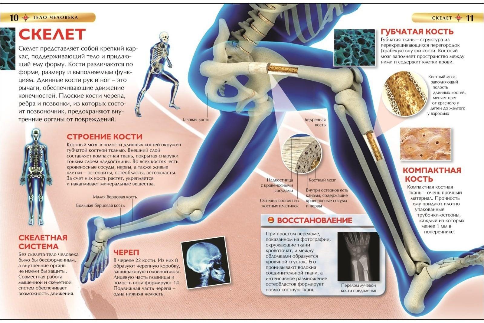 Детская энциклопедия «Тело человека»