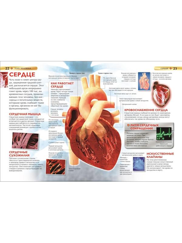 Детская энциклопедия «Тело человека»