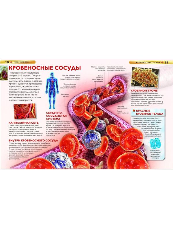 Детская энциклопедия «Тело человека»