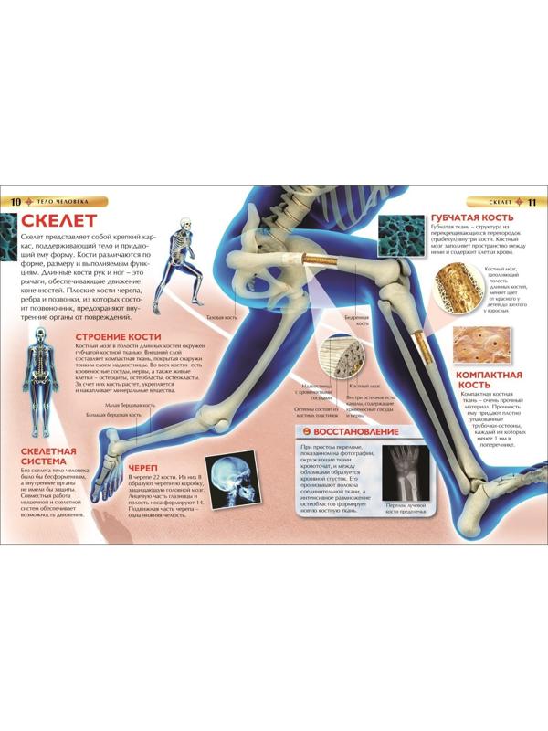 Детская энциклопедия «Тело человека»