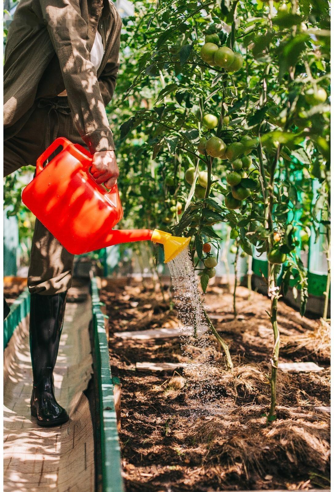 Лейка, 6.5 л, с рассеивателем, цвет МИКС