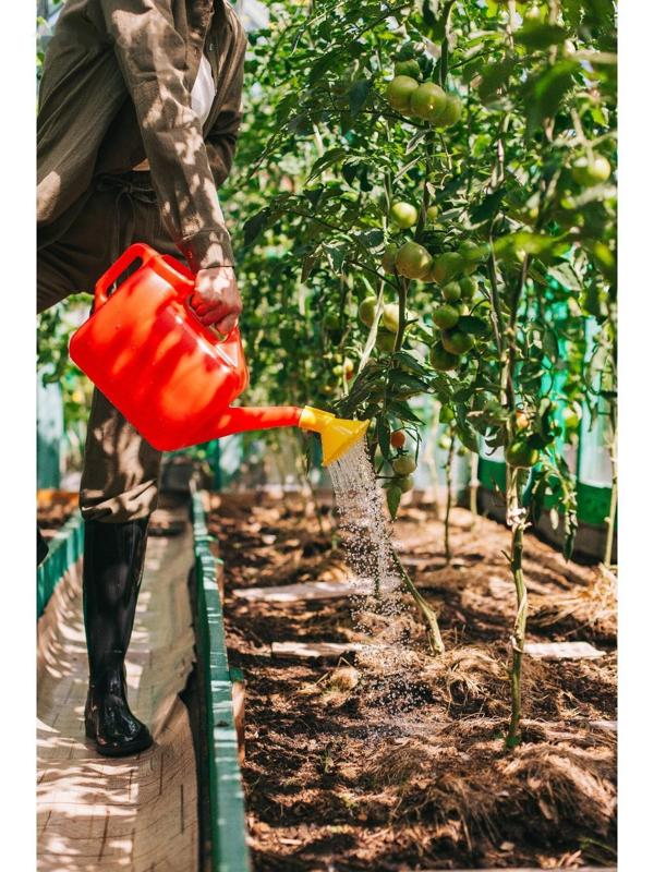 Лейка, 6.5 л, с рассеивателем, цвет МИКС