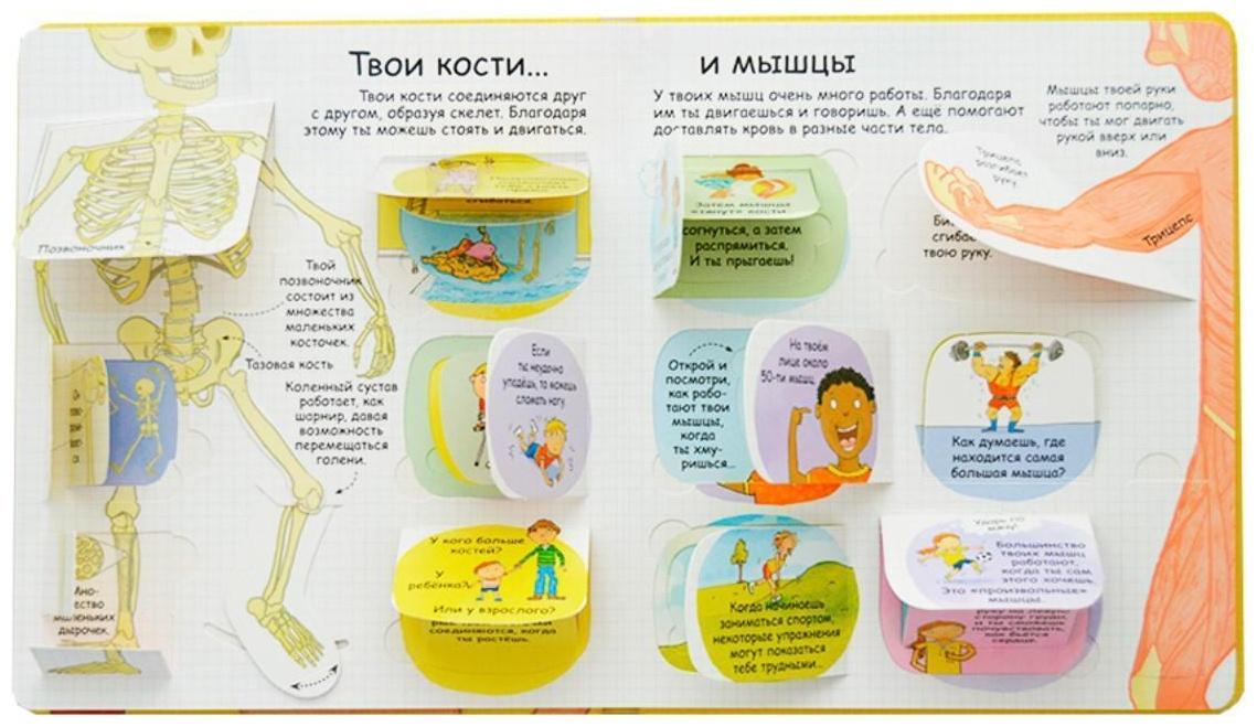 Волшебные створки «Секреты человека»